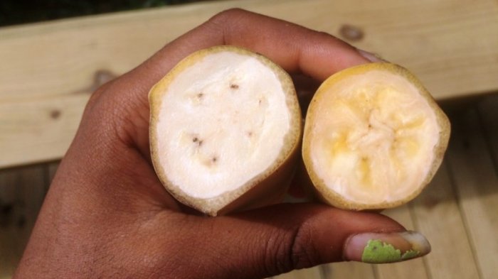 Blue Java Banana, Pisang Biru Cantik Yang Hits